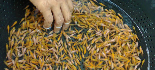 memelihara ikan mas koi 1