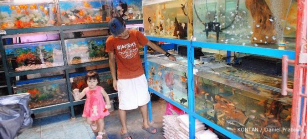 memelihara ikan mas koi 2